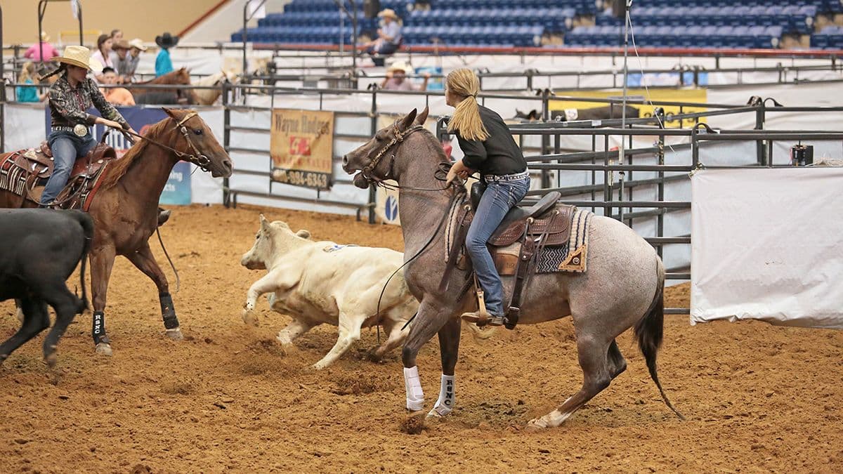 Cowgirl on gray horse ropes white steer during rodeo competition in indoor arena with spectators in bleachers